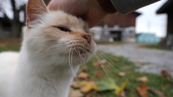 Close up of young baby cat enjoying stroking fur by hand outdoors.Slow motion.