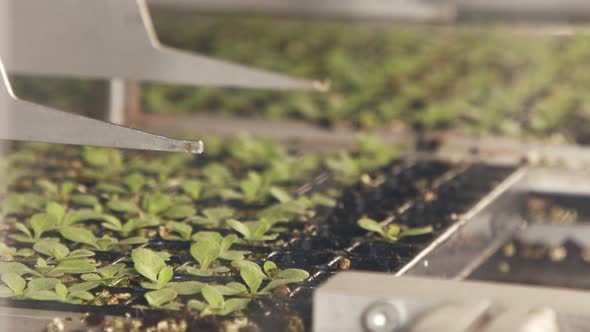 Automatic planting of young seedlings using a robot in an industrial nursery