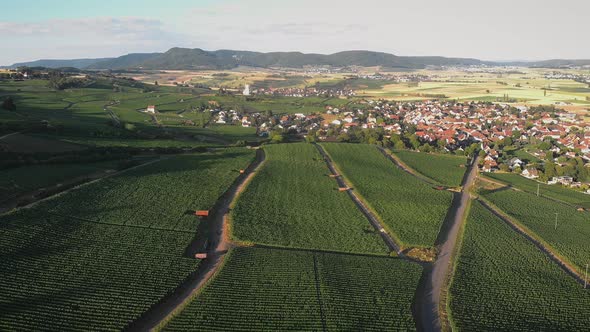 Aerial drone view over vineyards during sunset