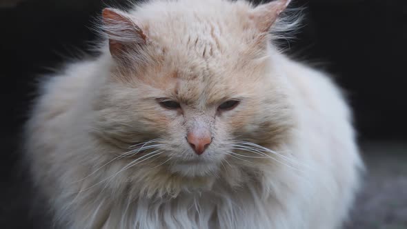 Portrait of Gray Fluffy Cat Closeup