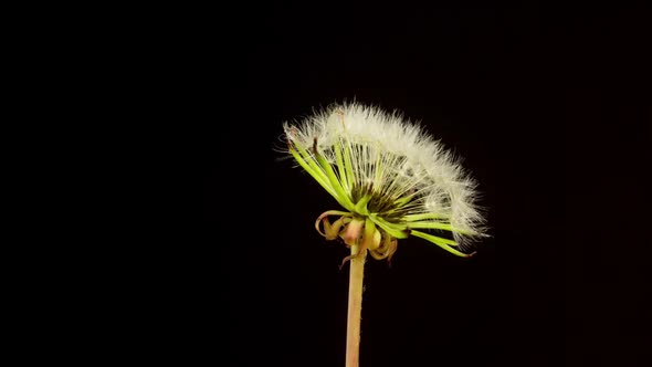 Time Lapse Dandelion Seeds Opening