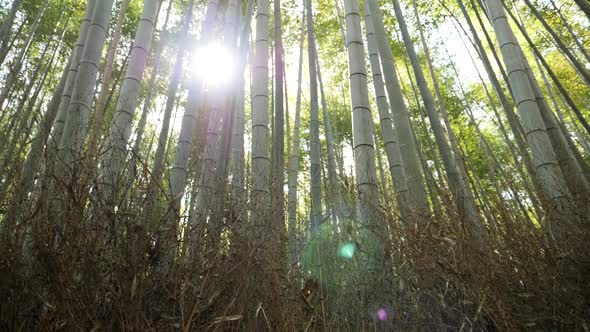 Point of View While Walking Inside the Bamboo Forest Inside Arashiyama