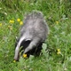 European Badger, meles meles, Adult walking on Grass, Normandy in France, Slow motion 4K - VideoHive Item for Sale