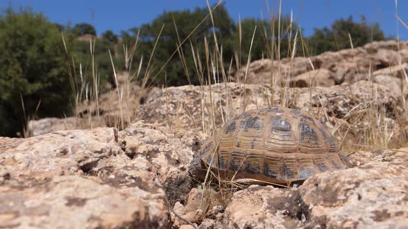 Moroccan tortoise walks away 