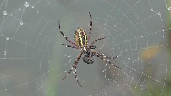 2021.08.12_6 Spider-wasp. Spider and spider web in dew in heavy fog at dawn.