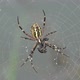 2021.08.12_6 Spider-wasp. Spider and spider web in dew in heavy fog at dawn. - VideoHive Item for Sale