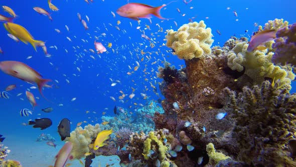 Tropical Fish Underwater Reef