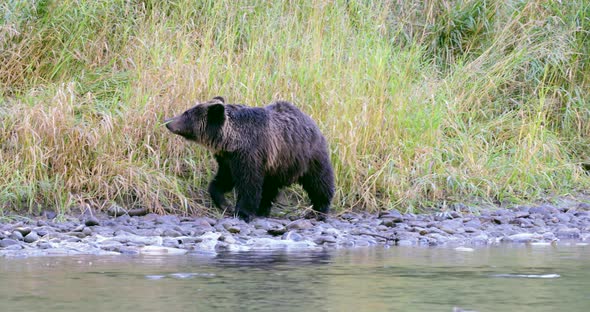 A wide shot of a Grizzly bear cub walking on the rocks at the river's edge.