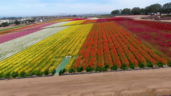 Aerial View of Flower Fields.