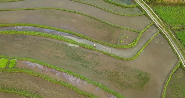 Farmer working at Tonoboyo rice field in central Java, Indonesia