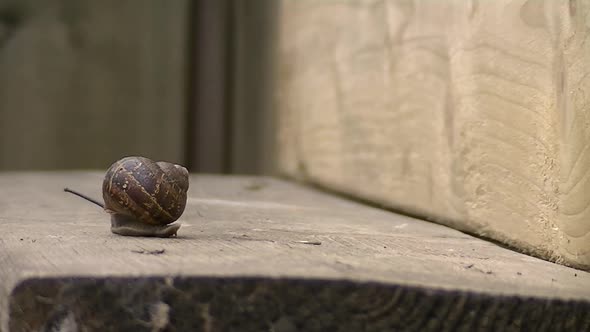 Fast road racing snail.