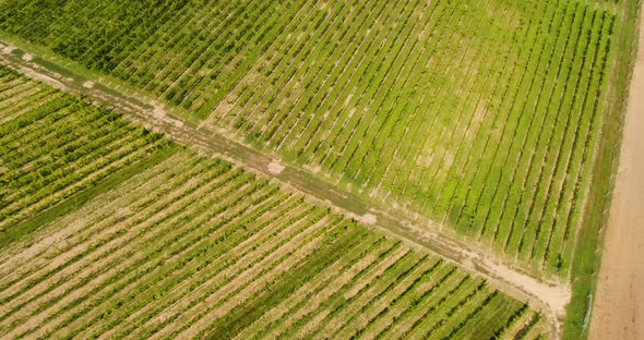 Aerial View of Vineyard Vide Production