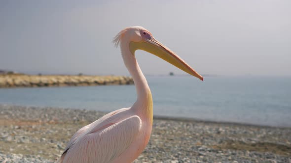 Close Up Huge  Pelican Wild Bird on the Beach in Cyprus