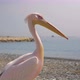 Close Up Huge  Pelican Wild Bird on the Beach in Cyprus - VideoHive Item for Sale