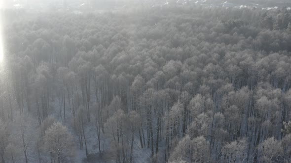 Ungraded Dlog Beautiful Snowy White Forest In Winter Frosty Day