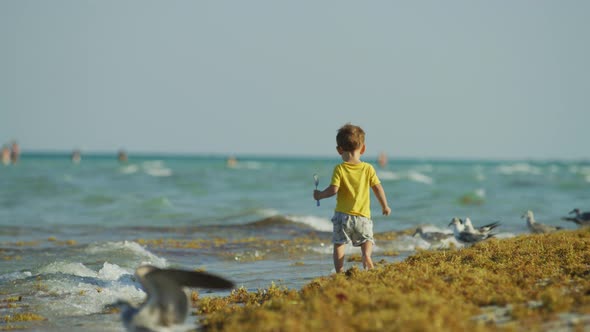 Boy on the beach, chasing the seagulls