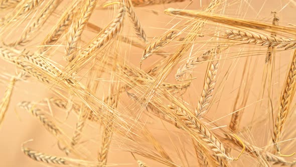 Super Slow Motion Shot of Flying Ripe Barley Cereals Towards Camera at 1000 Fps