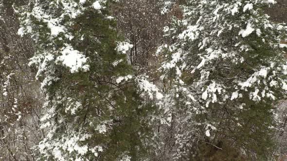 Pine tree branches snowed 4K aerial footage