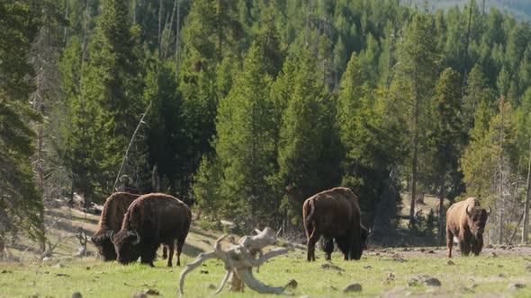 Herd of North American Bisons Eating Grassland in Yellowstone Summer Day