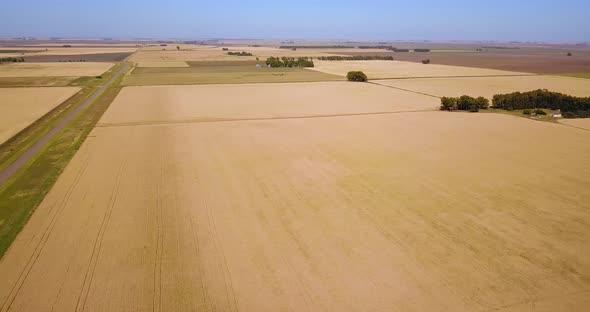 Panoramic View On Yellow Grain Wheat Field, ready for harvest - Agricultural Landscape - aerial orbi