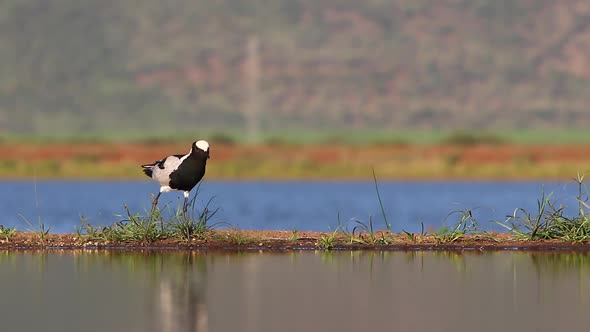 A view from a sunken photographic Lagoon hide in the Zimanga Private game reserve on a summer day of