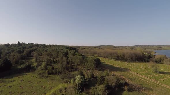 Forest and Grass Aerial Shot