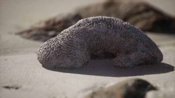 Old Coral on the Sand Beach