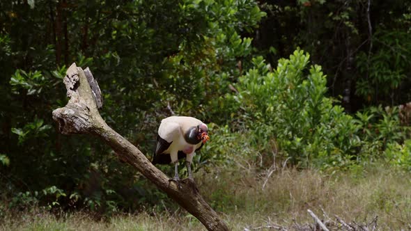 King Vulture (sarcoramphus papa), Costa Rica Wildlife Birds and Birdlife, Flying Taking Off a Branch
