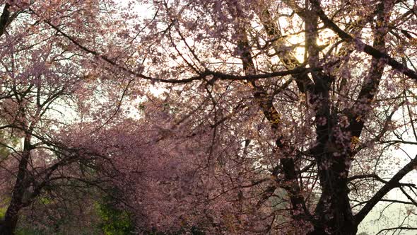 Cherry Blossom and Sunset