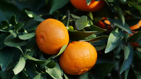 Tangerine Citrus Tree with Mandarin Fruits Fruit Growing in the Open Air Oranges Agriculture Concept