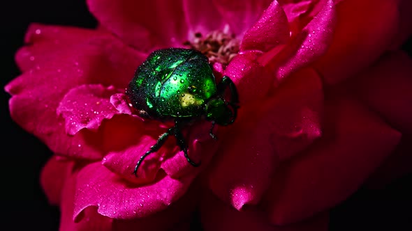 Close-up View of Green Rose Chafer - Cetonia Aurata Beetle on Red Rose. Amazing Bug Is Among Petals