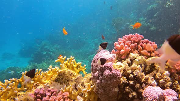 Beautiful Coral Colony Reef the Tropical Fish with Wonderful Underwater World