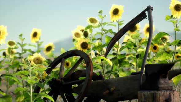 Old Vintage Style Scythe and Sunflower Field