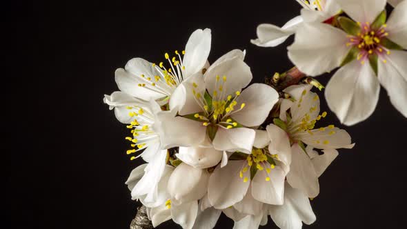 Almond Blossom TImelapse Rotating on Black