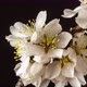 Almond Blossom TImelapse Rotating on Black - VideoHive Item for Sale