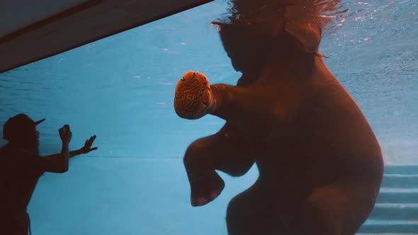 African Elephant Swimming in Pool Giving High Five to Zoo Visitor Girl