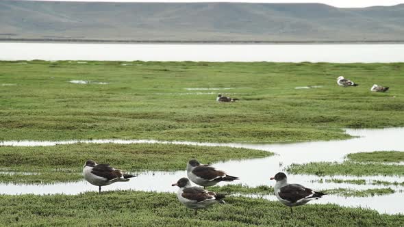 Kelp Gull, Larus dominicanus, in Patagonia.