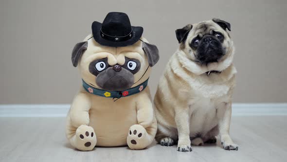 Funny Pug Dog Sitting with a Friend Toy Pug Dressed in Cowboy Hat, Like Sherif