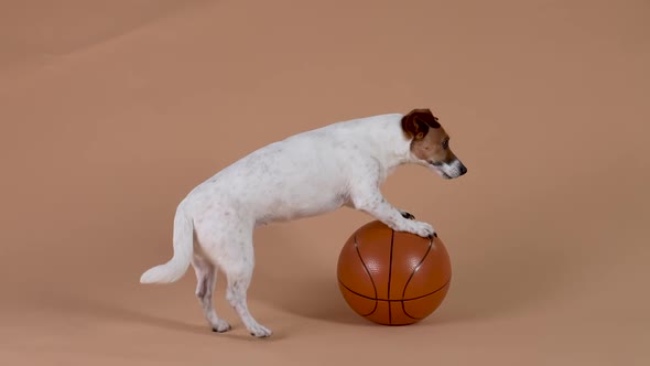 A Side View of a Jack Russell Dog Rolling a Basketball with His Front Paws While Standing on His