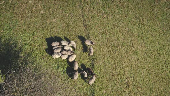 Top Down Sheeps at Grass Mountain Valley Aerial