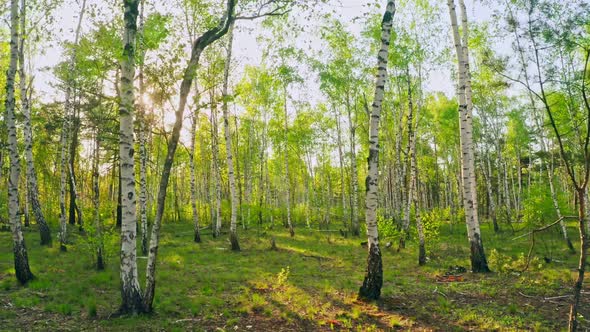 Forest Morning Sun Rays Light Jungle Green Grass Nature Wood Outdoor