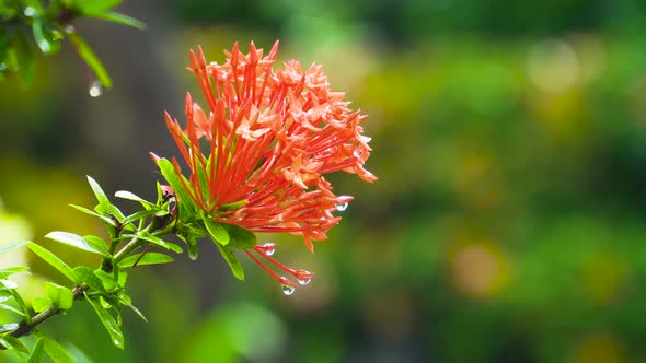 West Indian Jasmine Flower
