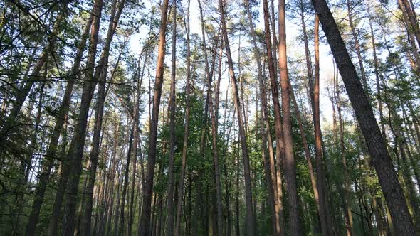 Wild Forest Landscape on a Summer Day