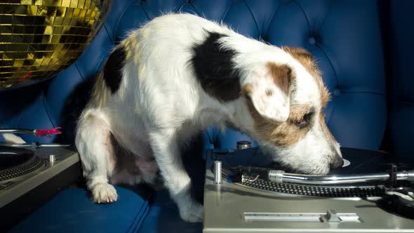 Dog Dj