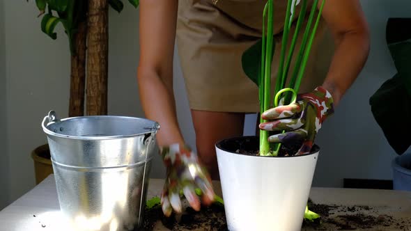 A woman transplants a potted houseplant into a new soil with drainage. Spathiphyllum sensation, pott