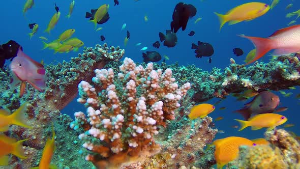 Colorful Tropical Coral Reef