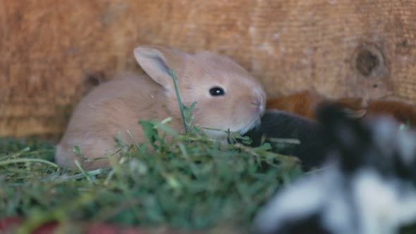 Little Rabbits Sit in a Cage