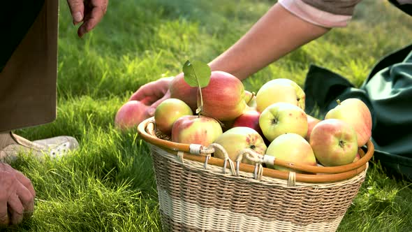 Hands Putting Apples Into Basket.