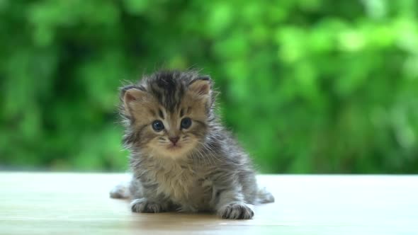 Cute Persian Kitten Sitting On Table