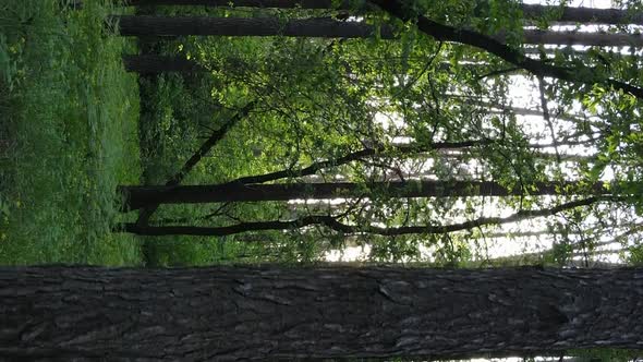 Vertical Video of a Forest with Pine Trees